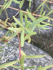 Chamaenerion fleischeri