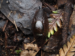 Schizoglossa