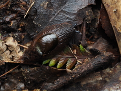 Schizoglossa