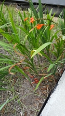 Watsonia meriana