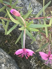 Chamaenerion fleischeri