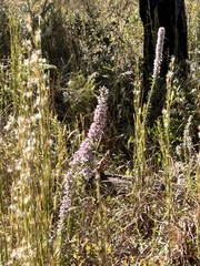 Liatris gracilis