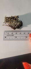 Cladonia ecmocyna