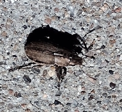 Naupactus peregrinus
