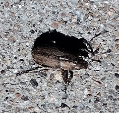Naupactus peregrinus