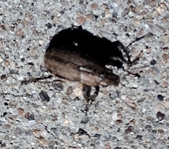 Naupactus peregrinus