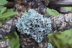 Lichinaceae