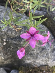 Chamaenerion fleischeri