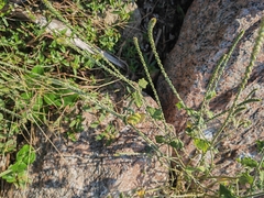 Achyranthes
