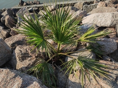 Livistona chinensis