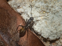 Camponotus aeneopilosus