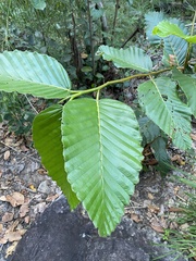 Dipterocarpus