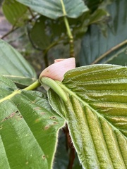 Dipterocarpus