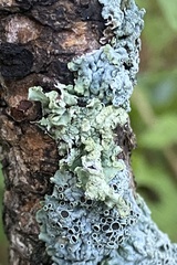 Lichinaceae