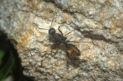Camponotus aeneopilosus