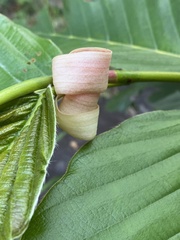 Dipterocarpus