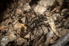 Polyrhachis ammon