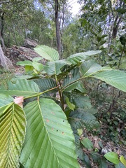 Dipterocarpus