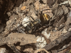 Polyrhachis ammon