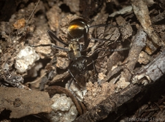 Polyrhachis ammon