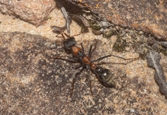 Myrmecia nigrocincta