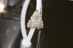 Catocala amica