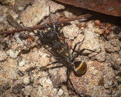 Polyrhachis ammon