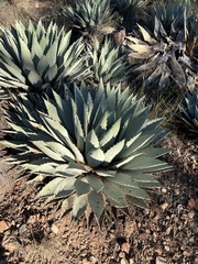 Agave parryi parryi