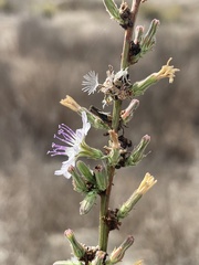 Stephanomeria diegensis