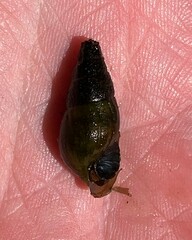 Elimia paupercula