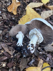 Agaricus deardorffensis