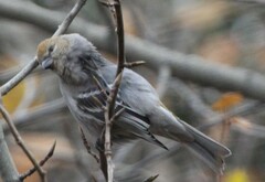 Pinicola enucleator