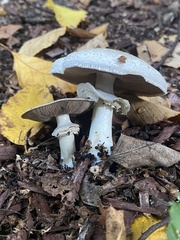 Agaricus deardorffensis