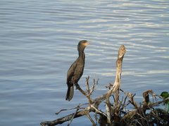 Nannopterum brasilianum