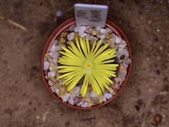 Lithops aucampiae