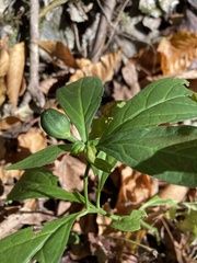 Hybanthus concolor