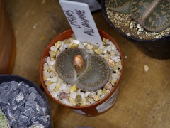 Lithops aucampiae