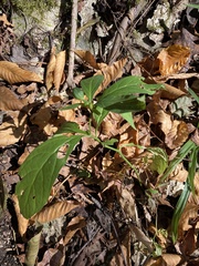 Hybanthus concolor