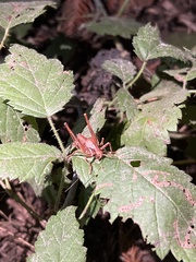 Tettigoniinae