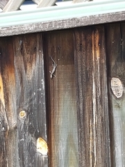 Cryptoblepharus pulcher