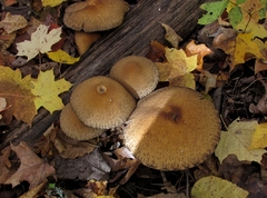 Lacrymaria echiniceps