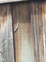 Cryptoblepharus pulcher