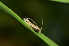 Erechthias hemiclistra