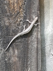 Cryptoblepharus pulcher