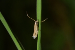 Erechthias hemiclistra