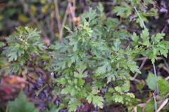 Artemisia indica