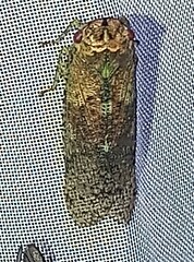 Fulgoridae