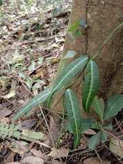 Gardneria multiflora