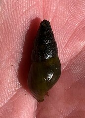 Elimia paupercula