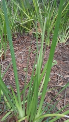 Iris foetidissima